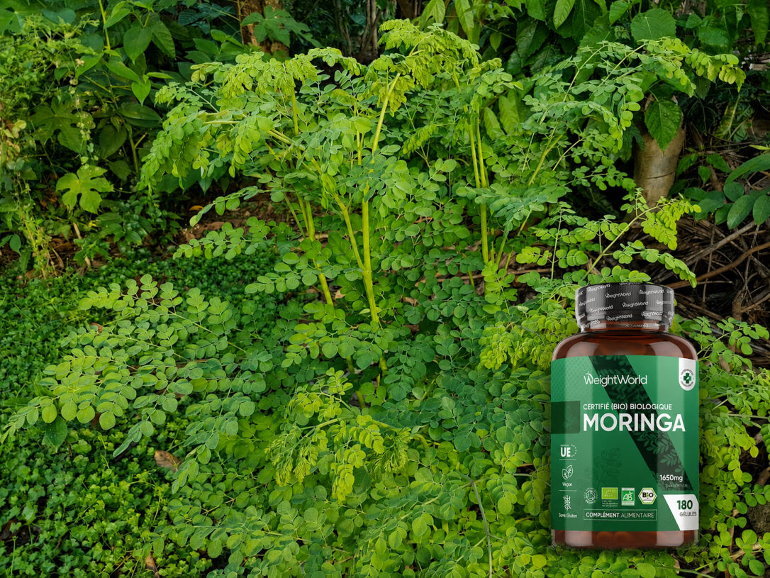 Moringa en gélules : un complément de feuilles à intégrer avec discernement